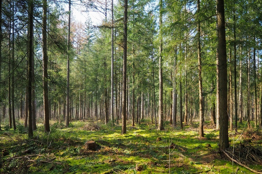 Sunlight-filters-through-a-dense-pine-forest-with-mossy-ground